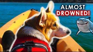 CORGI DOG'S FIRST TIME KAYAKING - Unbelievable calm corgi!