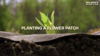 How We Plant Our Flower Patch at Wilson's Orchard & Farm