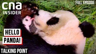 Breeding Our 1st Panda Cub: Behind The Scenes In Singapore Zoo – River Safari | Talking Point