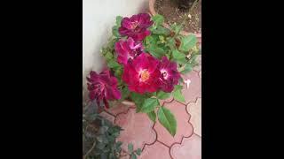 Homely Flowers/ crazy garden 