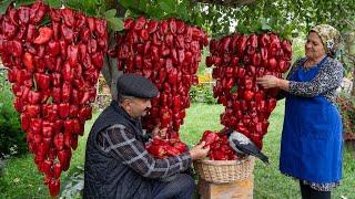 Farm to Table: Crafting Homemade Bell Pepper Paste from Garden Fresh Peppers