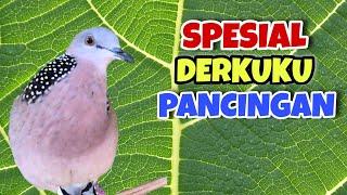 Derkuku Gacor Suara Enak, Top Buat Pancingan Malas Bunyi