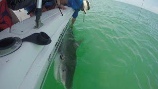 MASSIVE 8 Foot Tiger Shark: Ft. Myers Beach, Florida - Northwoods Angling