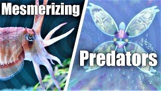 Subnautica's Mesmer in Real Life! How Cuttlefish Hypnotize Prey