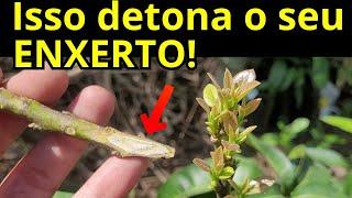 Nunca esqueça disso NOS ENXERTOS!  #enxertodeabacate #comofazerenxertodeabacate