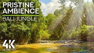 8HRS Healing Therapy of River Sounds & Exotic Birds Singing in Rainforest - Jungle River Ambience
