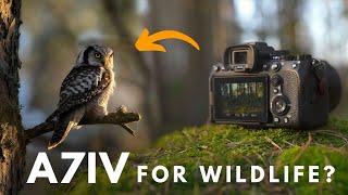 A7IV for Wildlife Photography - Is it worth it?