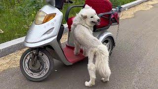 The dog was dragged by the cruel owner with a tricycle,  the toes were rubbed off and full of blood