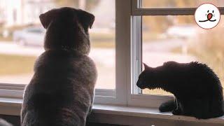 The Blind Cat & His Brother Dog｜PECO【with narration】