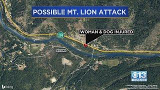 Woman Says Dog Defended Her From Mountain Lion Attack