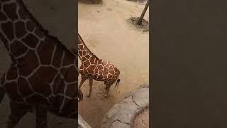 How to call a Giraffe