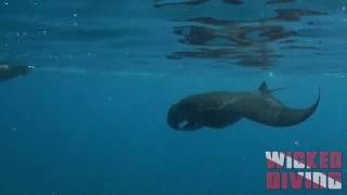 Komodo National Park - Snorkeling With Manta rays