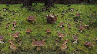 Funghi porcini 2024-Beautiful edible mushrooms from Eastern Europe  #boletus #grzyby #гриби #грибы