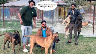 INDIA’s BIGGEST SPANISH POLICE DOG KENNEL | Presa Canario