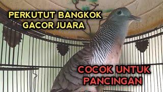 PERKUTUT BANGKOK GACOR JUARA UNTUK PANCINGAN SEMUA PERKUTUT