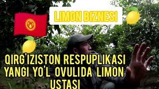 Limon biznesi.Qirgizistonda N-1 issiqxonalar