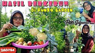 51. Kegiatan Berkebun di Runzo Garden, Panen Sayuran, Pindah tanam dan siram tanaman ‍