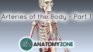Arteries of the body - PART 1 - Anatomy Tutorial
