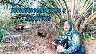 KEPAKAN PIKAT BIKIN AYAM HUTAN EMOSI Bersama Si untung poin ke 3