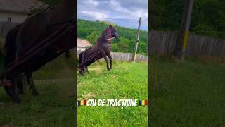 Cai de tracțiune #viral #foryou #india #tiktok #cai #horses #cavallo #shorts #expozitiecai