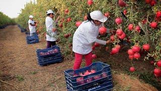 Harvest And Process Hundreds Of Tons Of Pomegranates - Modern Agricultural Technology