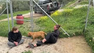 Freedom for the Two Chained Hunting Dogs in the Shelter - Takis Shelter