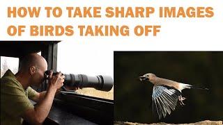 HOW TO GET SHARP IMAGES OF BIRDS TAKING OFF