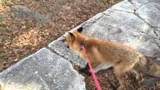 Fox exploring on a leash