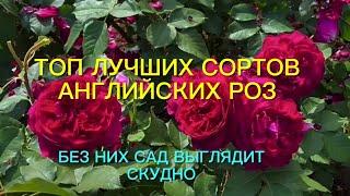 Розы. Без них сад смотрится скудно.  Топ - 9 лучших английских роз, которые …..