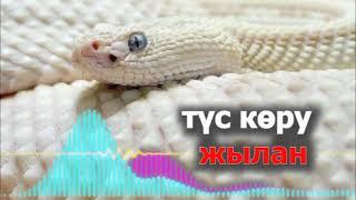 Түсіңізде жылан көру нені білдіреді - Түсіңізде жылан көрсеңіз - Түсіңде жылан