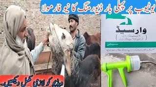 Saad Azhar cattle Farm ka Dewarming karne ka New tariqa| Business talks official