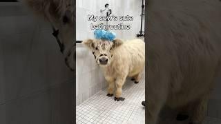 My Cow’s Cute Bath Routine 🫧