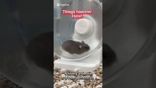 Things hamsters hate!!! #shorts #animal #pets #pet #hamster #fyp