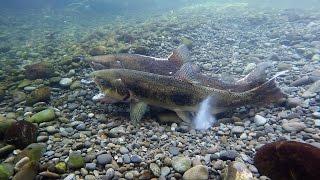 Chinook Salmon Spawning Act1 May 2016