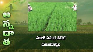 Fertiliser management in kharif paddy | ETV