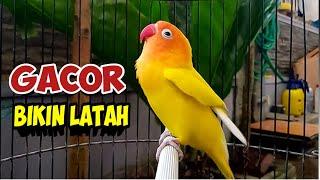 LOVEBIRD NGEKEK PANJANG Gacor BIKIN NYAUT, LABET JENIS APAPUN BAKALAN LATAH IKUT NGEKEK BERSAUTAN