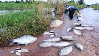 Amazing Fishing- Best hand fisherman catch fish by hand skill