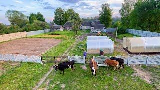 Купили два дома в деревне, но ничего не хотим делать! Наша ферма! Жизнь простых людей!