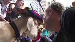 Media Circus As Goat Appears in Court