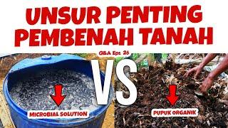 UNSUR PENTING PEMBENAH TANAH AGAR TANAMAN SUBUR BERBUAH LEBAT | Pupuk Organik Musim Hujan | Q&A 26