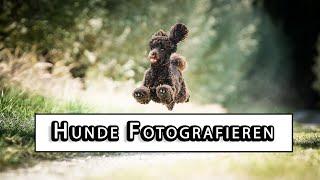 Hund fotografieren lernen Tutorial - Ideen und Objektiv