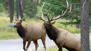 Magnificent Bull Elk Lakeside with His Ladies