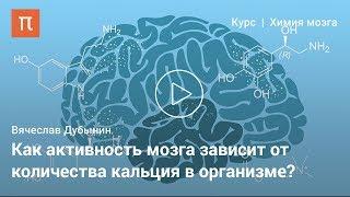 Мозг: работа синапсов — Вячеслав Дубынин