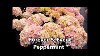 Hydrangeas by Overdevest Nurseries L.P.//View a few of our stunning varieties!