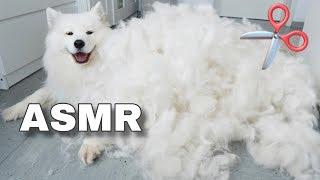 ASMR Relaxing Dog Grooming ️