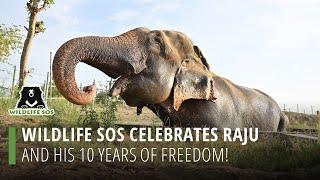 Wildlife SOS Celebrates Raju And His 10 Years Of Freedom!