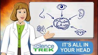 The Five Senses: It's All in Your Head | Science Trek