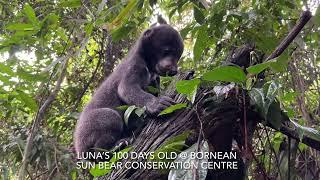 Sun Bear Rehabilitation | Happy 100 days, Luna | BSBCC