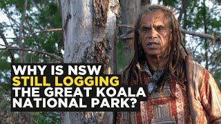 Why is NSW Still Logging the Great Koala National Park? | Video Report