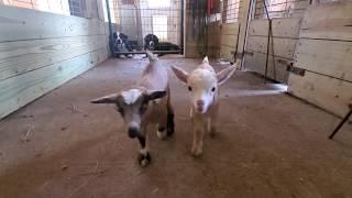 Ten Nigerian Dwarf Baby Goats Jumping for Joy!